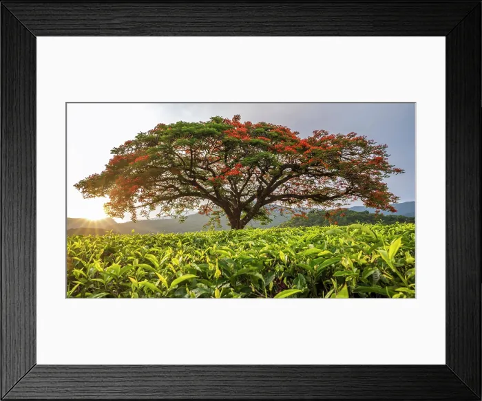 Framed Print : africa, Zimbabwe, Eastern Highlands, Honde Valley. The famous flamboyant tree of Aberfoyle Lodge