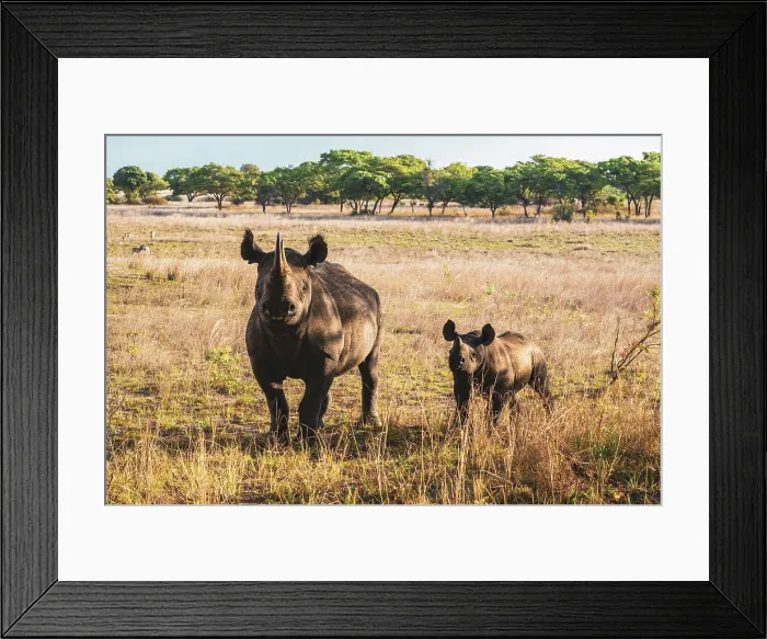 Framed Print : africa, Zimbabwe, Imire Rhino sanctuary. A mother and calf of black rhino Framed Print : africa, Zimbabwe, Imire Rhino sanctuary. A mother and calf of black rhino
