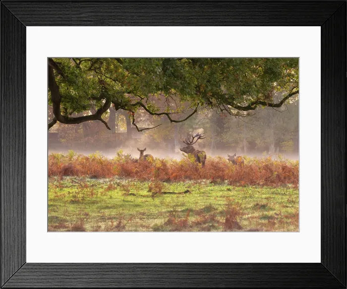 Framed Print : A herd of red deer in the early morning mist during rutting season in Bushy Park, London, England Framed Print : A herd of red deer in the early morning mist during rutting season in Bushy Park, London, England