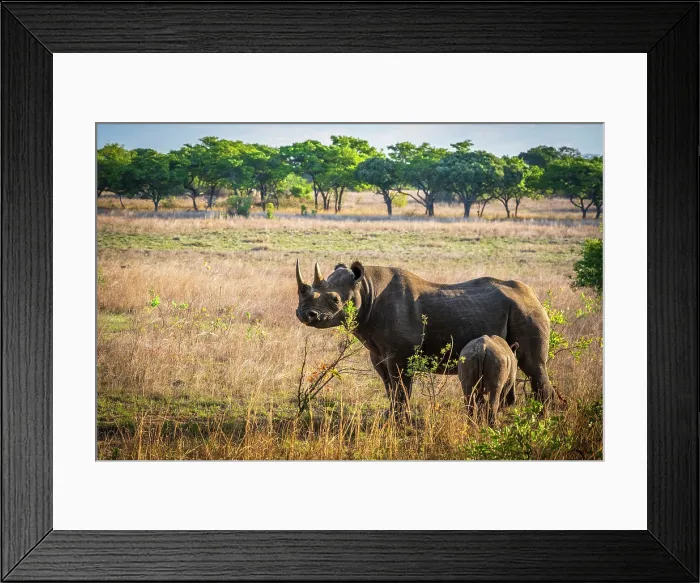 Framed Print : africa, Zimbabwe, Imire Rhino sanctuary. A mother and calf of black rhino Framed Print : africa, Zimbabwe, Imire Rhino sanctuary. A mother and calf of black rhino