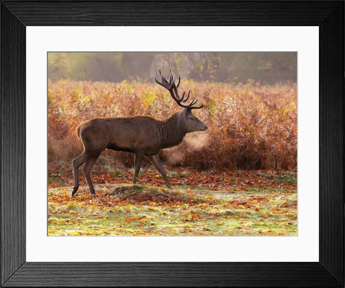 Framed Print : Red deer stag in the early morning mist during rutting season in Bushy Park, London, England Framed Print : Red deer stag in the early morning mist during rutting season in Bushy Park, London, England