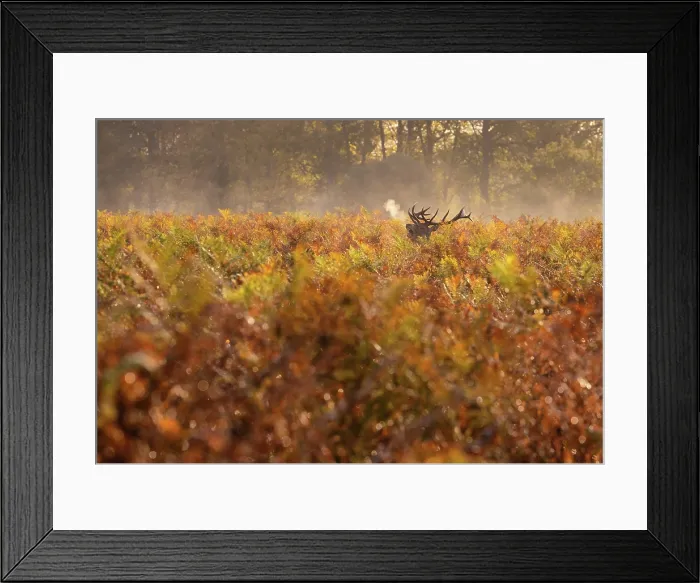 Framed Print : Red deer stag roaring in the early morning during rutting season in Bushy Park, London, England Framed Print : Red deer stag roaring in the early morning during rutting season in Bushy Park, London, England