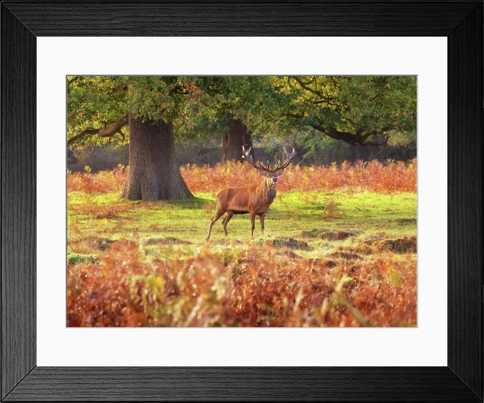 Framed Print : Red deer stag in the early morning during rutting season in Bushy Park, London, England Framed Print : Red deer stag in the early morning during rutting season in Bushy Park, London, England