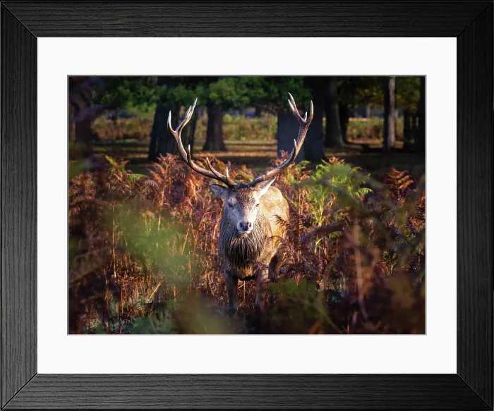 Framed Print : Red deer stag during rutting season in Bushy Park, London, England Framed Print : Red deer stag during rutting season in Bushy Park, London, England