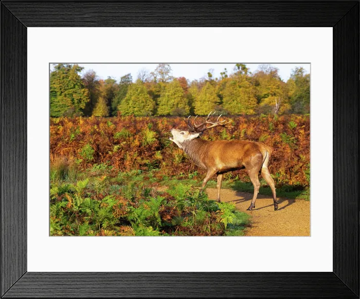 Framed Print : Red deer stag roaring during rutting season in Bushy Park, London, England Framed Print : Red deer stag roaring during rutting season in Bushy Park, London, England