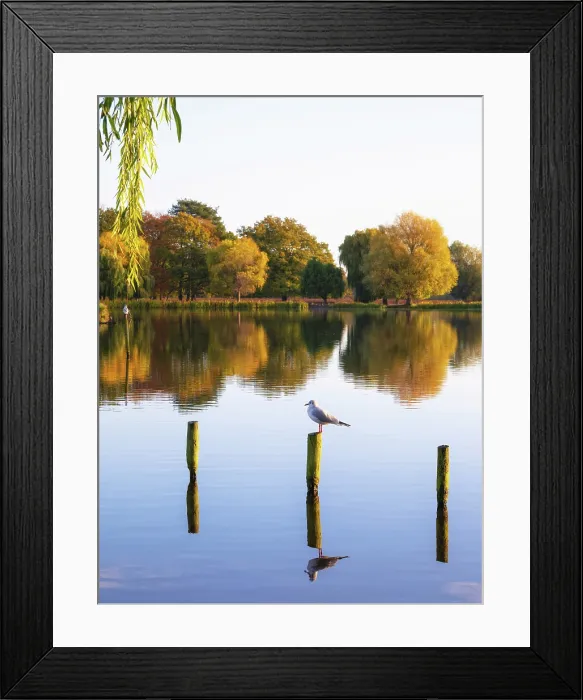 Framed Print : Morning reflections in Heron Pond, Bushy Park, London, England Framed Print : Morning reflections in Heron Pond, Bushy Park, London, England