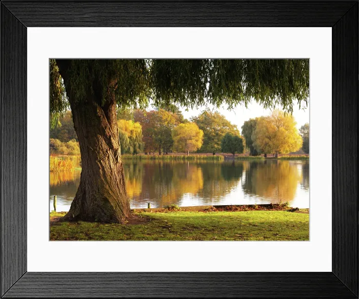 Framed Print : Autumnal reflections in Bushy Park, London, England Framed Print : Autumnal reflections in Bushy Park, London, England