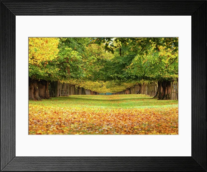 Framed Print : Chestnut Avenue in autumn, Bushy Park, London, England