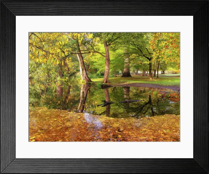 Framed Print : Autumnal reflections in Woodland Gardens of Bushy Park, London, England Framed Print : Autumnal reflections in Woodland Gardens of Bushy Park, London, England