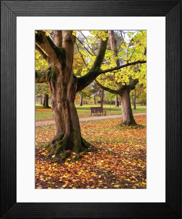 Framed Print : Autumn in Woodland Gardens of Bushy Park, London, England Framed Print : Autumn in Woodland Gardens of Bushy Park, London, England