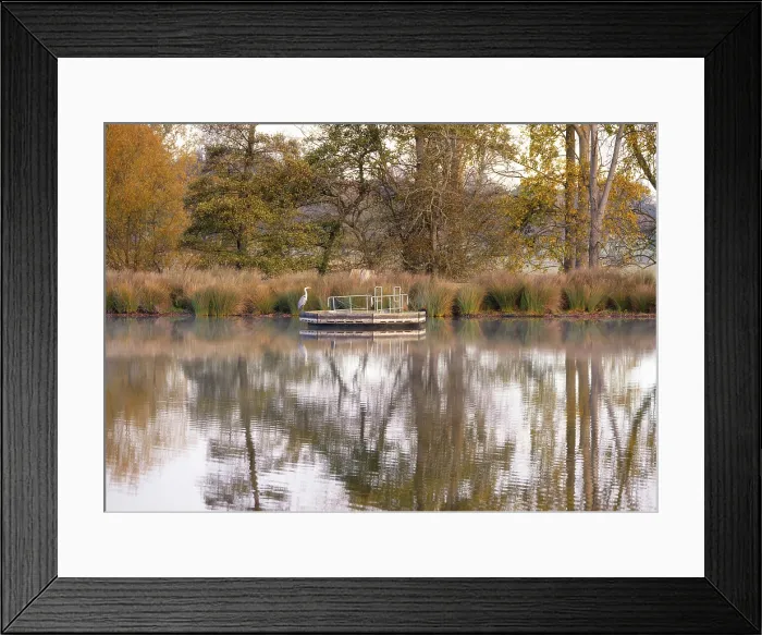 Framed Print : Grey heron reflected in Pen Ponds, Richmond Park, Richmond, London, England Framed Print : Grey heron reflected in Pen Ponds, Richmond Park, Richmond, London, England