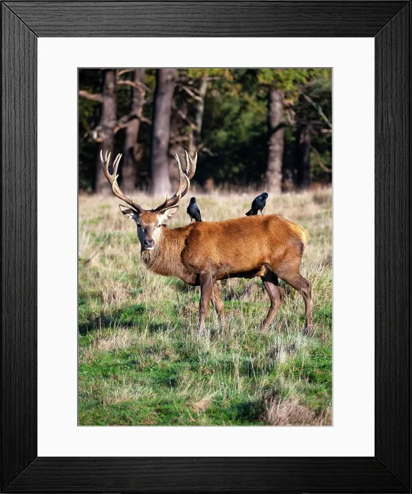 Framed Print : A red deer stag with two jackdaws sitting on his back, Richmond Park, Richmond, London, England Framed Print : A red deer stag with two jackdaws sitting on his back, Richmond Park, Richmond, London, England