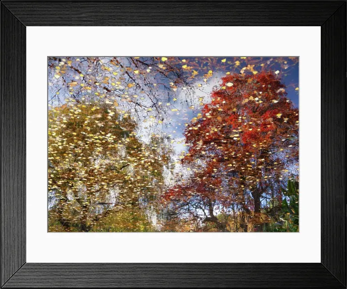 Framed Print : Autumn reflections in the pond, Isabella Plantation of Richmond Park, Richmond, London, England