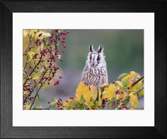 Framed Print : United Kingdom, UK, England, Great Britain, British Isles, Gloucestershire, A long-eared owl Framed Print : United Kingdom, UK, England, Great Britain, British Isles, Gloucestershire, A long-eared owl
