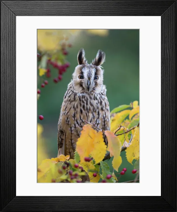 Framed Print : United Kingdom, UK, England, Great Britain, British Isles, Gloucestershire, A long-eared owl, autumn Framed Print : United Kingdom, UK, England, Great Britain, British Isles, Gloucestershire, A long-eared owl, autumn