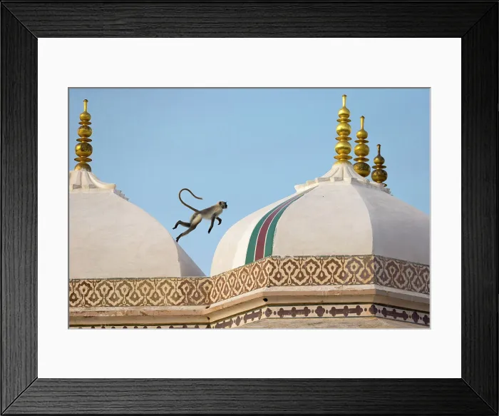 Framed Print : India, Bharat, Rajasthan, Jaipur, A monkey jumps across the rooftops of the fort Framed Print : India, Bharat, Rajasthan, Jaipur, A monkey jumps across the rooftops of the fort