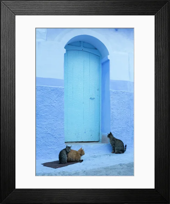 Framed Print : Africa, Morocco, Rif Mountains, Chefchaouen, Cats sit in front of a blue house in the old town Framed Print : Africa, Morocco, Rif Mountains, Chefchaouen, Cats sit in front of a blue house in the old town