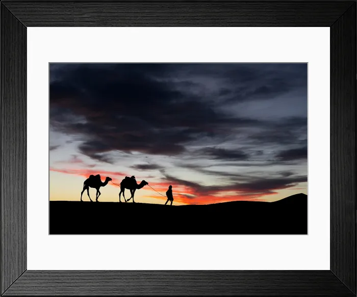 Framed Print : Africa, Morocco, South Morocco, Sahara Desert, Erfoud, Silhouettes of a camel herder & his camels in Erg Chebbi Framed Print : Africa, Morocco, South Morocco, Sahara Desert, Erfoud, Silhouettes of a camel herder & his camels in Erg Chebbi