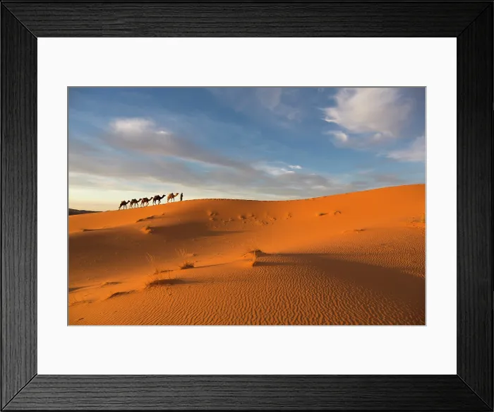 Framed Print : Africa, Morocco, Sahara Desert, Erfoud, A camel herder leads his camels along a dune in Erg Chebbi