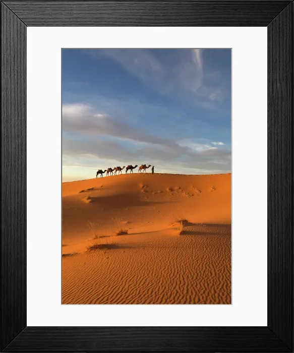 Framed Print : Africa, Morocco, Sahara Desert, Erfoud, A camel herder leads his camels along a dune in Erg Chebbi