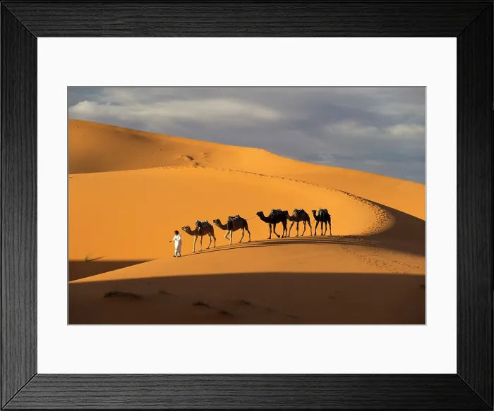 Framed Print : Africa, Morocco, Sahara Desert, Erfoud, A camel herder leads his camels along a dune in Erg Chebbi Framed Print : Africa, Morocco, Sahara Desert, Erfoud, A camel herder leads his camels along a dune in Erg Chebbi