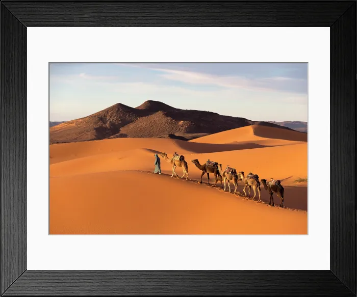 Framed Print : Africa, Morocco, Sahara Desert, Erfoud, A camel herder leads his camels along a dune in Erg Chebbi Framed Print : Africa, Morocco, Sahara Desert, Erfoud, A camel herder leads his camels along a dune in Erg Chebbi