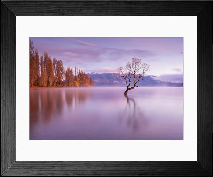 Framed Print : The lone tree on a beautiful autumnal morning on Lake Wanaka, Otago, South Island, New Zealand. Autumn (May) 2025 Framed Print : The lone tree on a beautiful autumnal morning on Lake Wanaka, Otago, South Island, New Zealand. Autumn (May) 2025