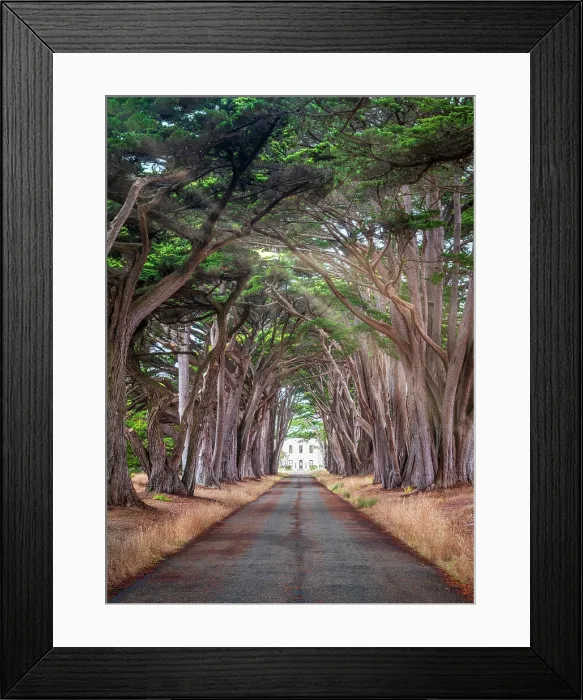 Framed Print : Cypress Tree Tunnel, Point Reyes National Seashore, Pacific Coast of Marin County, Point Reyes, California, USA