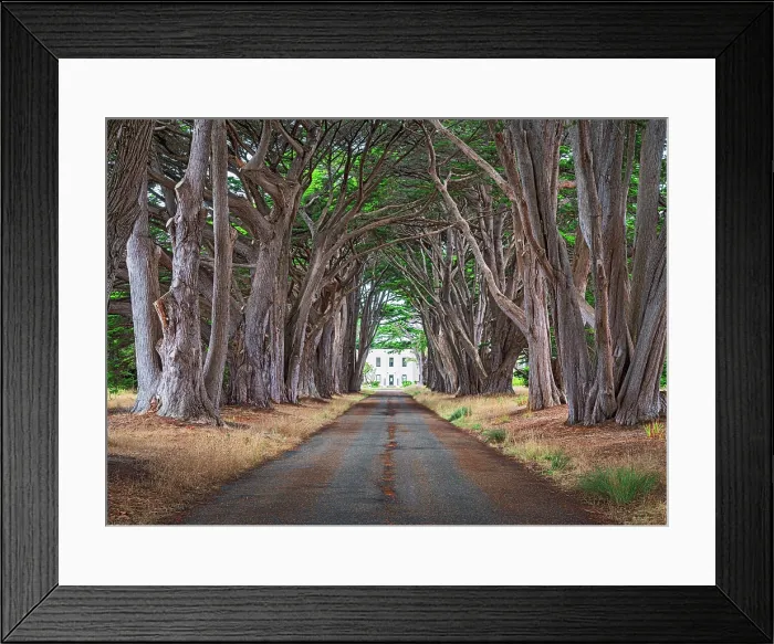 Framed Print : Cypress Tree Tunnel, Point Reyes National Seashore, Pacific Coast of Marin County, Point Reyes, California, USA Framed Print : Cypress Tree Tunnel, Point Reyes National Seashore, Pacific Coast of Marin County, Point Reyes, California, USA