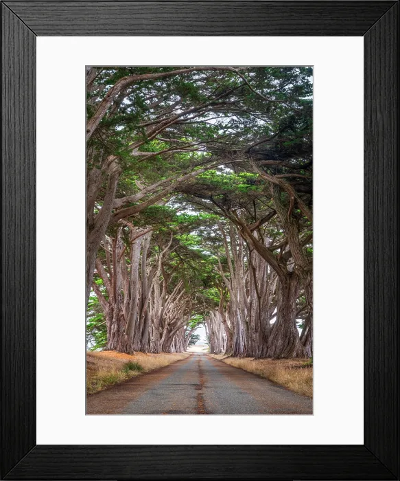 Framed Print : Cypress Tree Tunnel, Point Reyes National Seashore, Pacific Coast of Marin County, Point Reyes, California, USA Framed Print : Cypress Tree Tunnel, Point Reyes National Seashore, Pacific Coast of Marin County, Point Reyes, California, USA