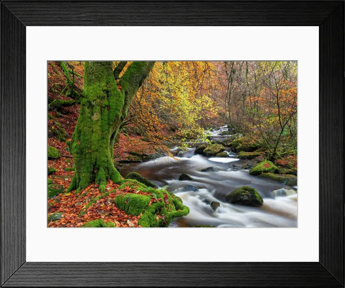 Framed Print : Birks of Aberfeldy in Autumn, Perthshire, Scotland Framed Print : Birks of Aberfeldy in Autumn, Perthshire, Scotland