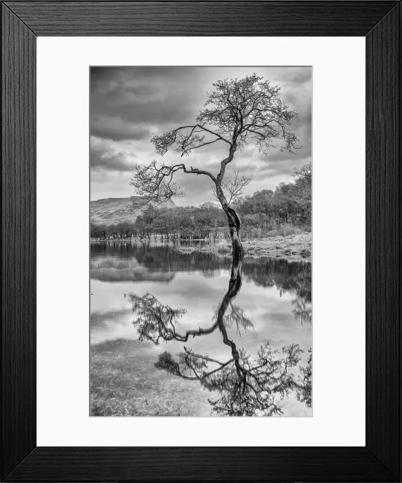 Framed Print : Tree Reflecting in Loch Awe, Argyll & Bute, Scotland Framed Print : Tree Reflecting in Loch Awe, Argyll & Bute, Scotland