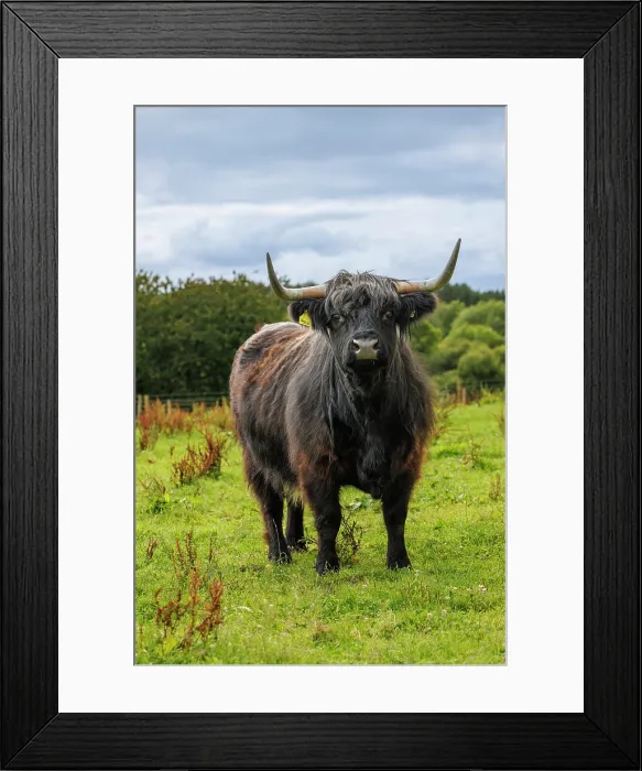 Framed Print : Highland Cow, Deeside, Aberdeenshire, Scotland, UK Framed Print : Highland Cow, Deeside, Aberdeenshire, Scotland, UK