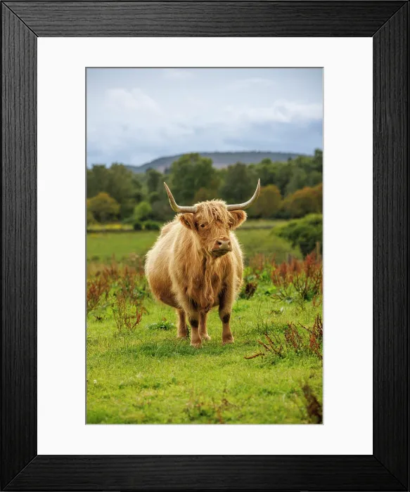 Framed Print : Highland Cow, Deeside, Aberdeenshire, Scotland, UK Framed Print : Highland Cow, Deeside, Aberdeenshire, Scotland, UK