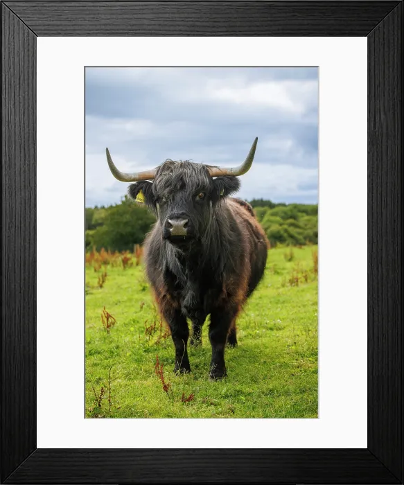 Framed Print : Highland Cow, Deeside, Aberdeenshire, Scotland, UK Framed Print : Highland Cow, Deeside, Aberdeenshire, Scotland, UK