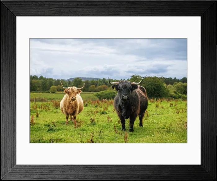 Framed Print : Highland Cows, Deeside, Aberdeenshire, Scotland, UK Framed Print : Highland Cows, Deeside, Aberdeenshire, Scotland, UK