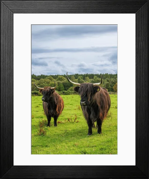Framed Print : Highland Cows, Deeside, Aberdeenshire, Scotland, UK Framed Print : Highland Cows, Deeside, Aberdeenshire, Scotland, UK