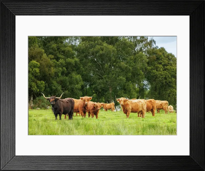 Framed Print : Highland Cows, Deeside, Aberdeenshire, Scotland, UK Framed Print : Highland Cows, Deeside, Aberdeenshire, Scotland, UK