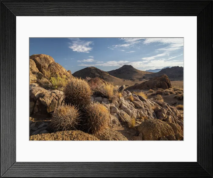 Framed Print : Barrel Cactus growing in the desert landscape of the Alabama Hills near Lone Pine, California, USA. Summer (August) 2025 Framed Print : Barrel Cactus growing in the desert landscape of the Alabama Hills near Lone Pine, California, USA. Summer (August) 2025