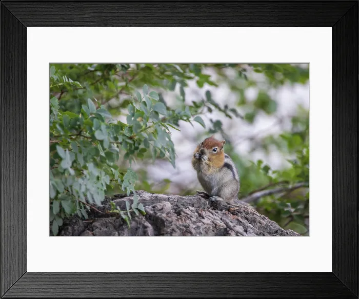 Framed Print : Chipmunk eating nut on the shores of Convict Lake in the Eastern Sierrras, California, USA. Summer (August) 2025