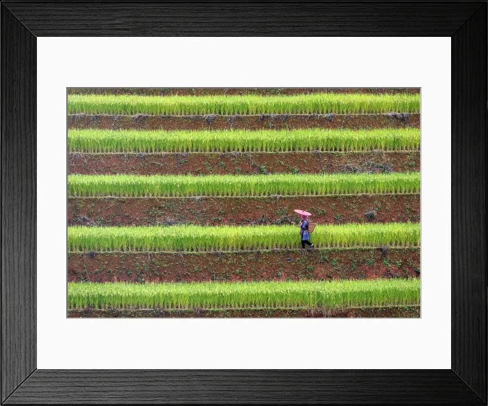 Framed Print : Rice terraces, Mu Cang Chai, Northwest Vietnam, Asia Framed Print : Rice terraces, Mu Cang Chai, Northwest Vietnam, Asia
