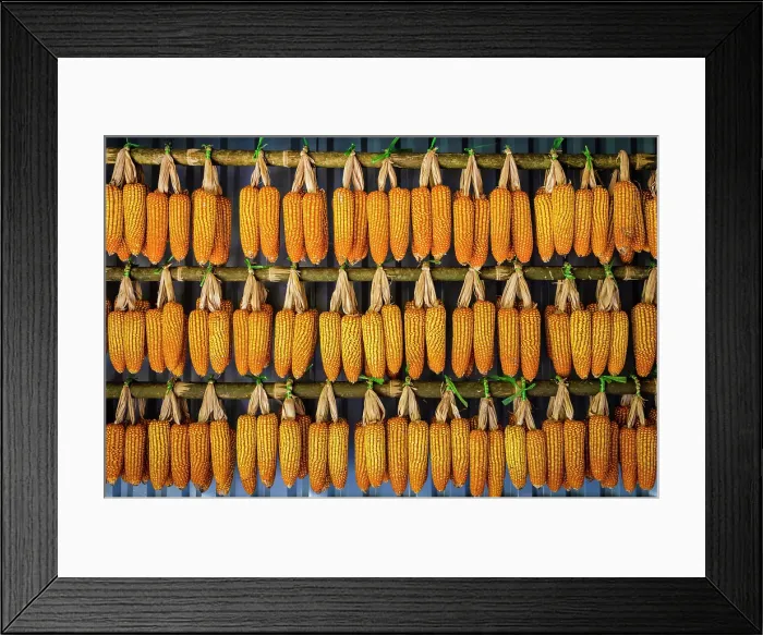 Framed Print : Corn cobs drying outside a hut, Mu Cang Chai, Northwest Vietnam, Asia