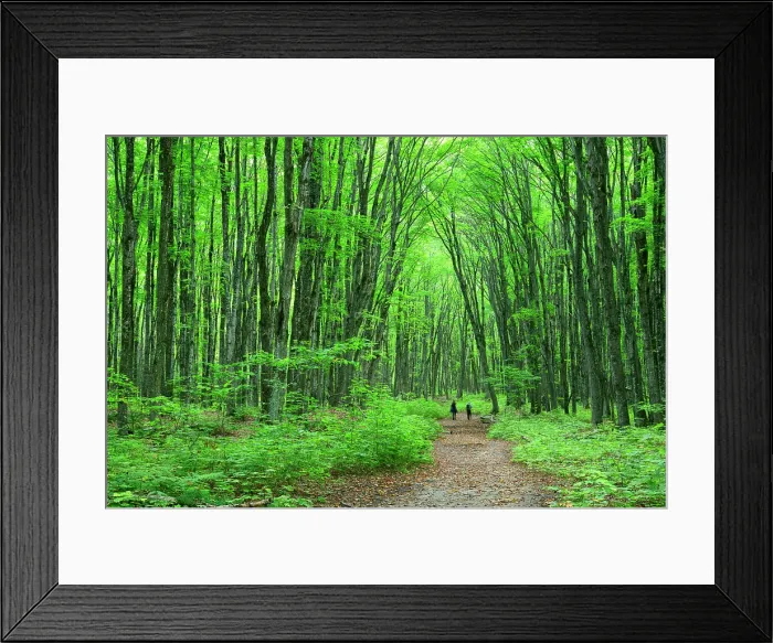 Framed Print : USA, Michigan, Great Lakes, Upper Peninsula, Ontonago, Munising, Pictured Rocks National Lakeshore, woods trail Framed Print : USA, Michigan, Great Lakes, Upper Peninsula, Ontonago, Munising, Pictured Rocks National Lakeshore, woods trail