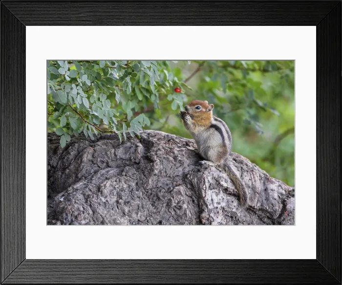 Framed Print : Chipmunk feeding on a nut, Convict Lake, California, USA. Summer (August) 2025 Framed Print : Chipmunk feeding on a nut, Convict Lake, California, USA. Summer (August) 2025