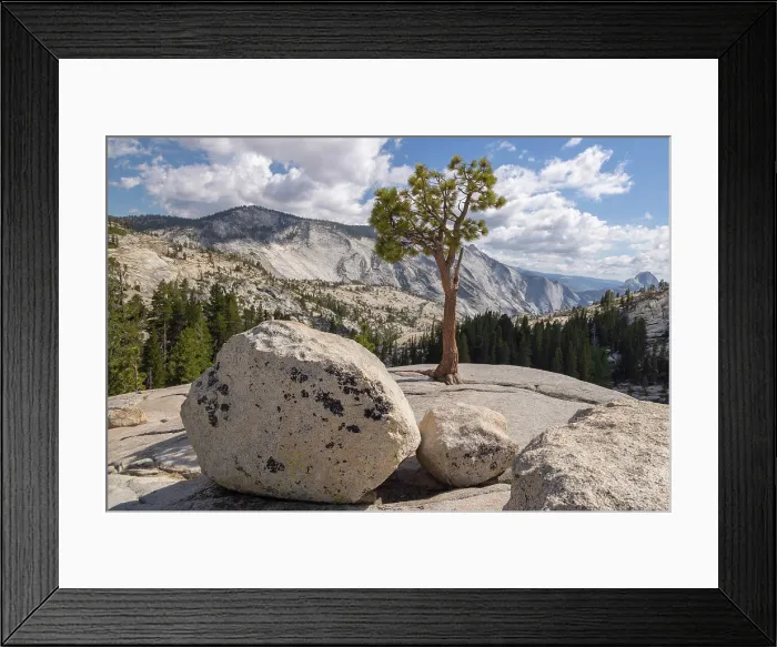 Framed Print : Jeffrey Pine at Olmsted Point in Yosemite National Park, California, USA. Summer (August) 2025