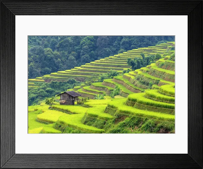 Framed Print : Rice terraces, Mu Cang Chai, Northwest Vietnam, Asia Framed Print : Rice terraces, Mu Cang Chai, Northwest Vietnam, Asia