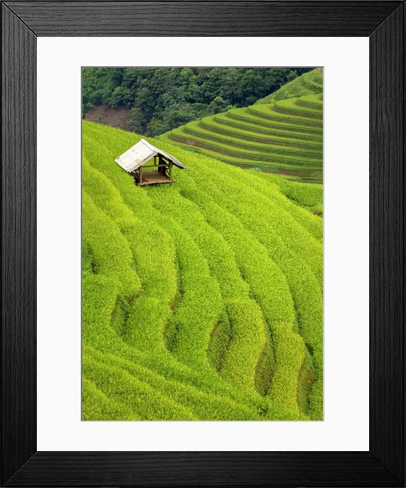 Framed Print : Rice terraces, Mu Cang Chai, Northwest Vietnam, Asia Framed Print : Rice terraces, Mu Cang Chai, Northwest Vietnam, Asia