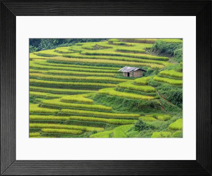 Framed Print : Rice terraces, Mu Cang Chai, Northwest Vietnam, Asia Framed Print : Rice terraces, Mu Cang Chai, Northwest Vietnam, Asia
