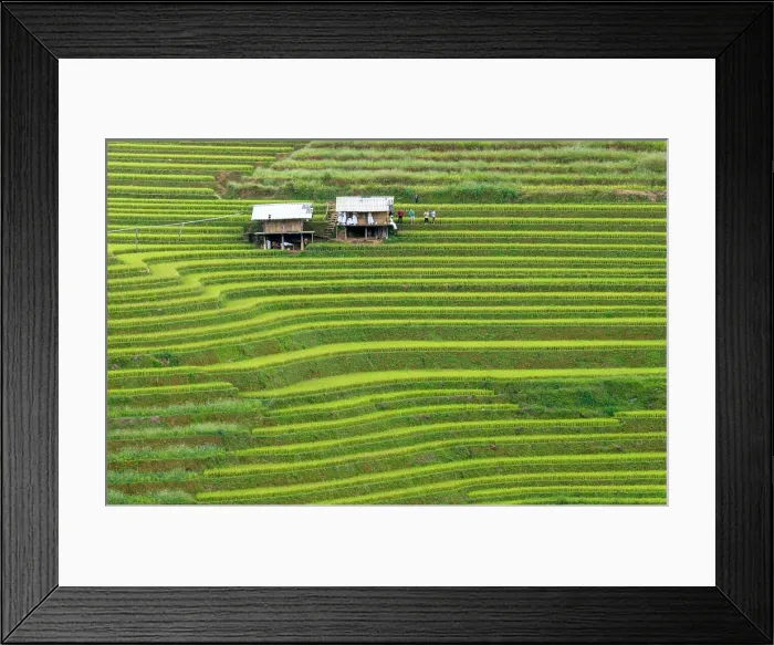 Framed Print : Aerial view of rice terraces, Mu Cang Chai, Northwest Vietnam, Asia Framed Print : Aerial view of rice terraces, Mu Cang Chai, Northwest Vietnam, Asia