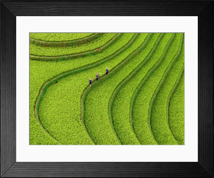 Framed Print : Aerial view of rice terraces, Mu Cang Chai, Northwest Vietnam, Asia